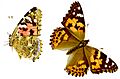 Vanessa cardui - Distelfalter