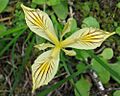 WildYellowIris