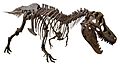 Yamanashigakuin elementary school Tarbosaurus white background