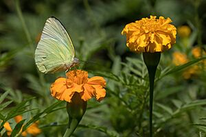 Archivo:Yellow butterfly on Tagetes lucida