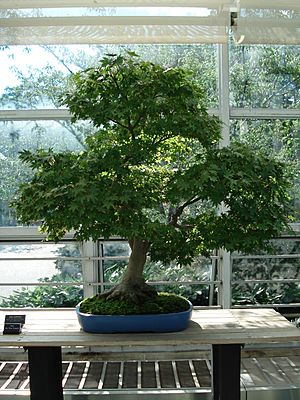 Archivo:Acer Palmatum bonsai 2