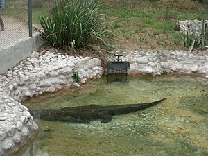 Archivo:Alligator missipinsis