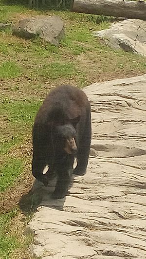 Archivo:American black bear in Guadalajara Zoo