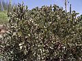 Arctostaphylos glandulosa crassifolia