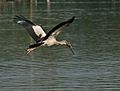 Asian Openbill (Anastomus oscitans) carrying nesting material W IMG 2743