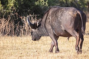 Archivo:Búfalo africano negro (Syncerus caffer caffer), parque nacional de Chobe, Botsuana, 2018-07-28, DD 100