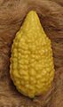 Balady citron (Braverman cultivar)