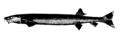 Beaked salmon