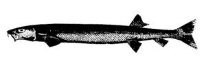 Archivo:Beaked salmon