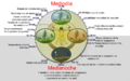 Biological clock humanNycthéméralVersion Español