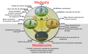 Archivo:Biological clock humanNycthéméralVersion Español