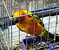 Bird in cage