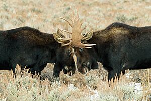 Archivo:Bull Moose Fight (28256831068)