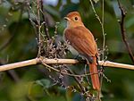 Archivo:Casiornis rufus - Rufous casiornis; Miranda, Mato Grosso do Sul, Brazil