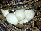 Archivo:Clutch of Python molurus bivittatus