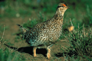 Archivo:Columbian Sharp-tailed Grouse (male)
