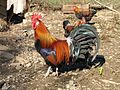 Coq-gaulois-dore