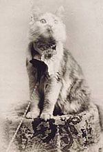 Archivo:Cosey the Maine Coon cat, 1895
