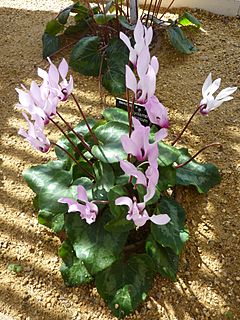 Archivo:Cyclamen persicum (Myrsinaceae) plant 2