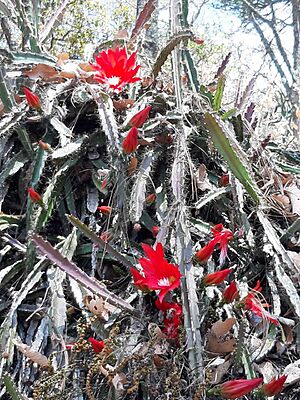 Archivo:Disocactus speciosus speciosus 7