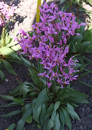Archivo:Dodecatheon clevelandii a1