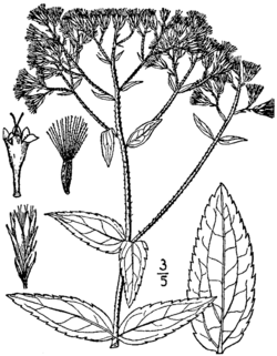 Eupatorium album var album.png