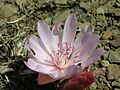 Flickr - brewbooks - Lewisia rediviva on Tronsen Ridge (3)
