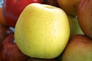 Archivo:Golden delicious apple