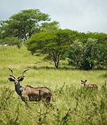 Greater kudu (Nechisar National Park, Ethiopia)