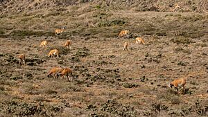 Archivo:Guanacos en Parque Nacional Fray Jorge