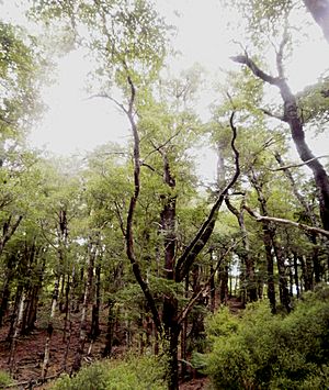 Archivo:Hard beech forest