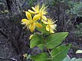 Hypericum grandifolium o Granadillo en Anaga