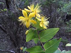 Hypericum grandifolium o Granadillo en Anaga