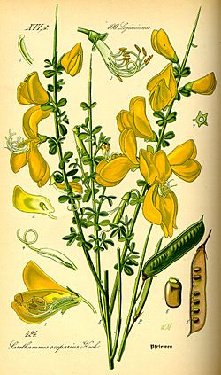 Illustration Cytisus scoparius0.jpg