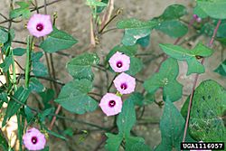 Ipomoea × leucantha.jpg