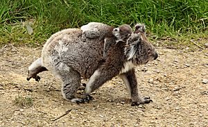 Archivo:Koala-and-joey-walking---wiki