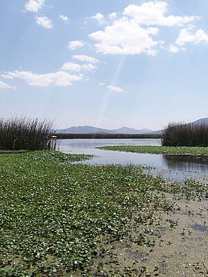 Archivo:Laguna de Tecocomulco