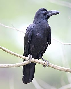 Large-billed Crow (Corvus macrorhynchos).jpg