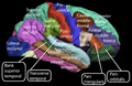 Lateral surface of cerebral cortex - gyri