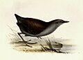 Laterallus spilonotus