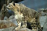 Lightmatter snowleopard.jpg