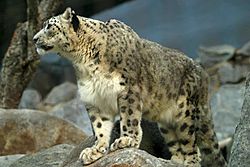 Archivo:Lightmatter snowleopard