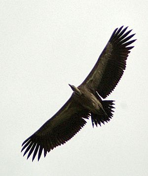 Archivo:Long billed vulture