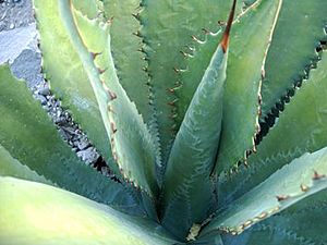 Archivo:Maguey de cocula