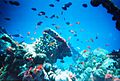 Maldivesfish2