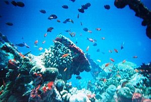 Archivo:Maldivesfish2