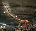 Mamenchisaurus in Japan