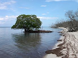 Mangrove auf Cayo Levisa, Kuba 2.jpg