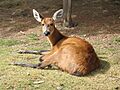 Marsh deer