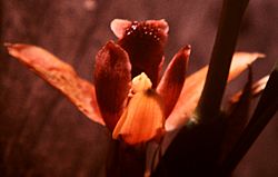 Archivo:Maxillaria desvauxiana - fl 2